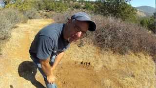 Garrett Infinium vs Minelab GPX 5000 on Gold Nuggets [upl. by Leventis]