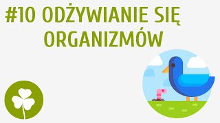 Odżywianie się organizmów 10  Przyroda wokół mnie [upl. by Mckee]