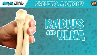 Radius and Ulna Anatomy [upl. by Thier]