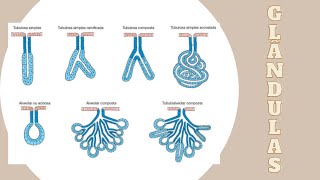 Tecido Epitelial Glandular  Junqueira amp Carneiro Histologia [upl. by Yllib]