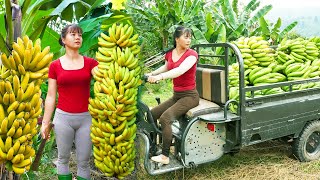 Use 3wheeled Vehicle Harvesting A Lots Of Banana Goes To Countryside Market Sell  Farm Life [upl. by Phalan387]