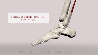 Fibularis Brevis Function Plantarflexion 3D Animation [upl. by Ramos]