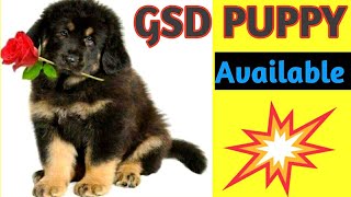 GSD LONG COAT PUPPY AVAILABLE [upl. by Maye]