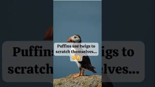 Puffins use twigs to🤔🤔 [upl. by Goodhen]