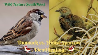 Dunnock vs House Sparrow Identification [upl. by Josie560]