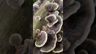 Грибтрутовик траметес різнобарвний Trametes versicolor у вроцлавському лісі гриби nature [upl. by Naened476]