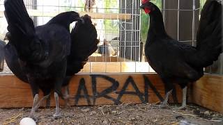 McraeBonanza pullets Gamefowl Gallos  Roosters [upl. by Negrom]