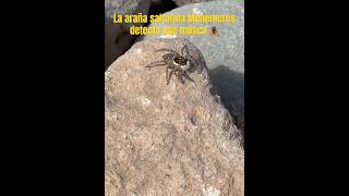 La SORPRENDENTE estrategia de la ARAÑA SALTARINA [upl. by Emmott]