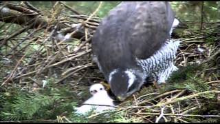 New Forest goshawks [upl. by Myrle]