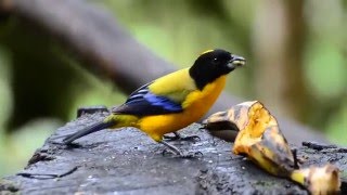 Blackchinned Mountain Tanager Anisognathus notabilis [upl. by Hcirdla]