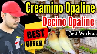 Love bird Creamino Opaline Best Pairing  Special Offer  Albino Creamino  Welcome Aviary official [upl. by Oriole]