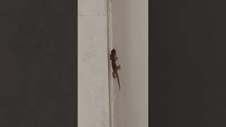 Lizard on the wall Vertical [upl. by Aisan259]