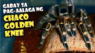 Grammostola Pulchripes Care Guide  Chaco Golden Knee  Tarantula Keeping [upl. by Binnie]