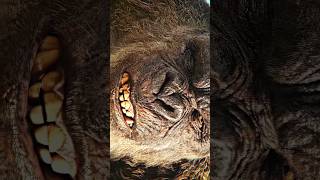 Godzilla x Kong The New Empire shorts ytshorts dance dancevideo [upl. by Haidabo]