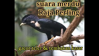 Kicau burung raja perlingburung yang jarang di pelihara tapi suara nya mantab [upl. by Nilre223]