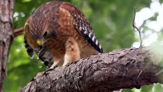 Red Shouldered Hawk [upl. by Clareta]