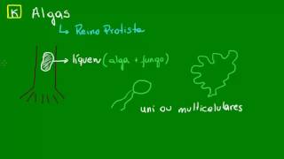 Características gerais das Algas  Diversidade dos Seres Vivos  Biologia [upl. by Angie]