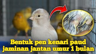 Bentuk pen kenari paud jantan amp betina umur 1 bulan [upl. by Enayr121]