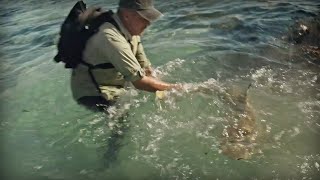 DES REQUINS AGRESSIFS SUR UNE ÎLE VOLCANIQUE  Cyril Chauquet [upl. by Ayerdna]