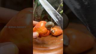 Kacang mete  cashew fruit fruit fruit fresh [upl. by Ynneg438]