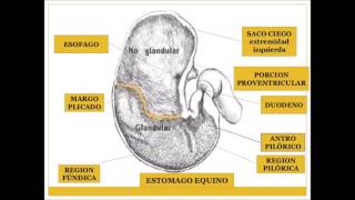 MEDICINA VETERINARIA  Clinica de Equinos  Patologia del Estomago [upl. by Lester]