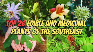 Top 20 Edible and Medicinal Plants of the Southeastern US [upl. by Jones]