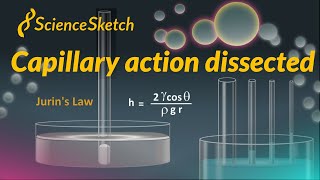 Capillary action dissected [upl. by Glanville515]