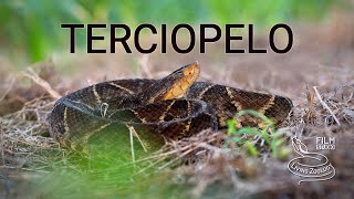 Terciopelo Ferdelance a dangerous and highly venomous pit viper from Latin America [upl. by Koy]