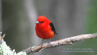 Scarlet Tanager in Maine [upl. by Nnayt]