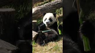 Baby Panda Eating Bamboo [upl. by Laughton]