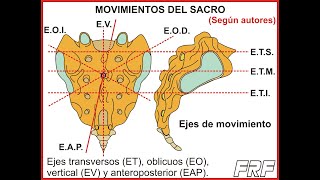 Los movimientos del SACRO [upl. by Lehcyar313]