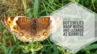 Beautiful Butterflies Wasp Moths and Lizards at Sunrise [upl. by Ammadis4]