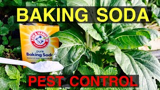 SUPER PEST CONTROL For YOUR GARDEN [upl. by Randal]