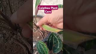 Calathea Plant Care calathea calatheaplant tropical plants shorts [upl. by Ahselaf261]