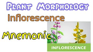 Inflorescence  Mnemonic [upl. by Philbin]