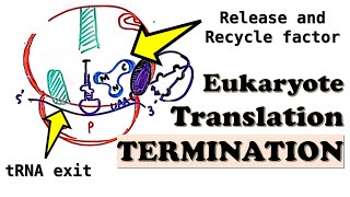 Eukaryotic Translation TERMINATION  Translation Termination Complex and Ribosome release factors [upl. by Akemat]