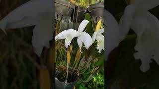 Laelia perrinii alba [upl. by Aneeles]