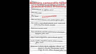 Brassica campestris family botany practical class 11 ytshorts shorts biology aceyournote [upl. by Ollopa]