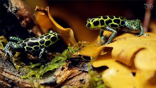 Pfeilgiftfrosch Ranitomeya imitator [upl. by Hein]