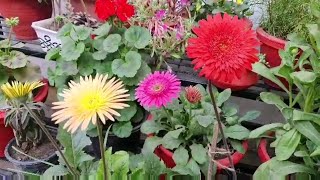 How to Care for Gerbera plant2 magical fertilizerHow to propagate [upl. by Ragouzis]