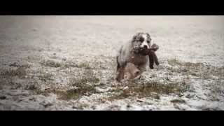 Zoey the Australian Shepherd Blue Merle puppy [upl. by Nnylram]