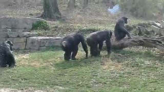 Chimpanzee Mating Season is Here at The KC Zoo [upl. by Ettessil]