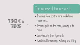 ligaments vs tendons [upl. by Tandie436]