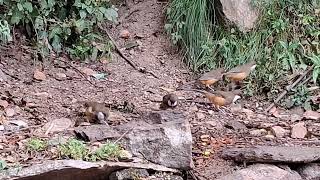 White Throated Laughingthrush  Kalij Pheasant  Chopta Bird Photography  Himalaya Birding Guide [upl. by Aleekat768]