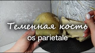 Теменная кость os parietale [upl. by Rossuck757]