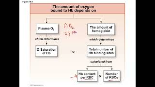 Unit 3 Part 17 Oxygen Uptake Hypoxia and Oxyhemoglobin Dissociation [upl. by Nylirret]