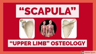 Scapula  Osteology of Upper Limb  Scapula Bone Anatomy  Anatomy Lectures [upl. by Eiramassenav]