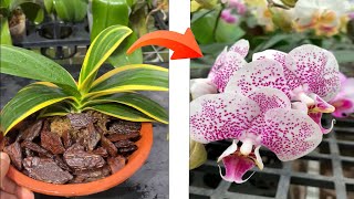 Great tip you can grow any orchid species [upl. by Meibers]