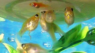 Special idea to feed fish fry slowly [upl. by Leann]