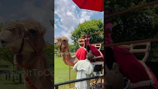 💥அமெரிக்காவில் Camel ride😂😂short usatamilvlog tamilshorts trending viral [upl. by Merrow]